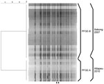 Thumbnail of NotI-digested pulsed-field gel electrophoresis (PFGE) profiles of Vibrio cholerae isolates, Laos, 2010. The names of the profiles and the sources of the isolates are shown on the right. A dendrogram was created with BioNumerics software (Applied Maths, Kortrijk, Belgium) by using the Dice coefficient, unweighted pair-group method with arithmetic means, and a band-position tolerance of 1.2%. Arrowheads at bottom indicate location of bands differing in PFGE-A and PFGE-B.