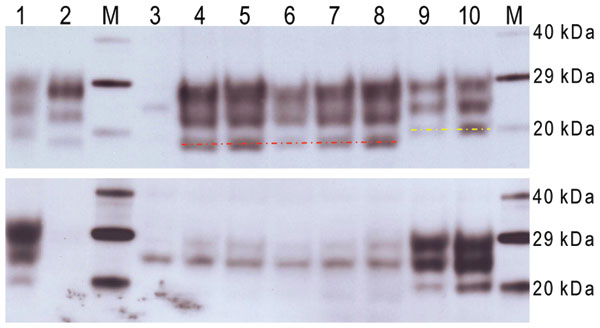 Western blot analysis of a range of murine transmissible spongiform encephalopathy–affected brain homogenates in host-encoded prion protein (PrP)–a (RIII) mice. A) Western blot probed with SHA31, 15-s exposure time. B) Western blot probed with 12B2, 5-min exposure time. M, biotinylated marker; lane 1, ovine scrapie field case; lane 2, bovine spongiform encephalopathy (BSE) field case; lane 3, unchallenged mouse; lane 4, bovine BSE-challenged mouse; lane 5, ovine BSE-challenged mouse; lane 6, cap
