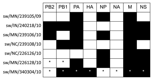 Lineages of North American reassortant swine influenza viruses identified through phylogenetic analyses. Pandemic and endemic gene segments are represented in black and white, respectively. *Denotes partial sequences. Isolates sw/NC/226124/10 and sw/NC/226125/10 (not shown) have the same genotype as sw/NC/226126/10. PB2, polymerase basic 2; PB1, polymerase basic 1; PA, polymerase acidic; HA, hemagglutinin; NP, nucleoprotein; NA, neuraminidase; M, matrix; NS, nonstructural.