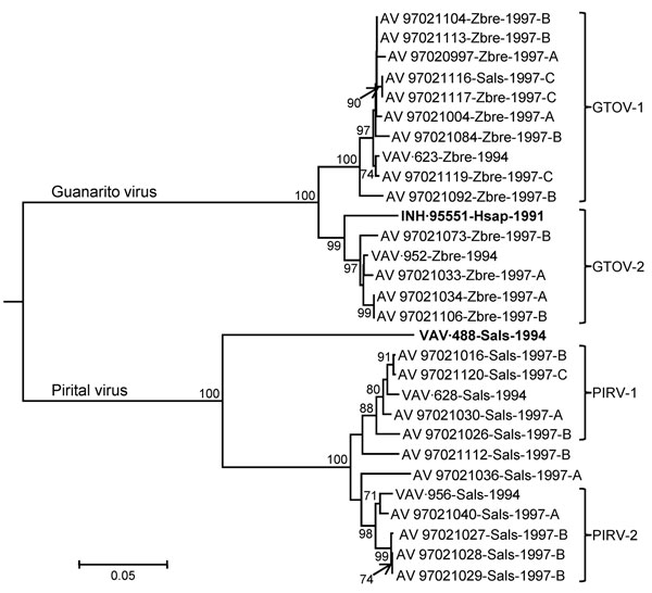 Phylogenetic relationships among 27 arenaviruses isolated from rodents captured on Hato Maporal, Portuguesa State, Venezuela, 1994 or 1997; Guanarito virus (GTOV) prototype strain INH-95551 (boldface); and Pirital virus (PIRV) prototype strain VAV-488 (boldface) based on a neighbor-joining analysis of nucleocapsid protein gene sequence data. Branch lengths are proportional to genetic (p) distances; the numbers at the nodes indicate the percentage of 1,000 bootstrap replicates that supported the 
