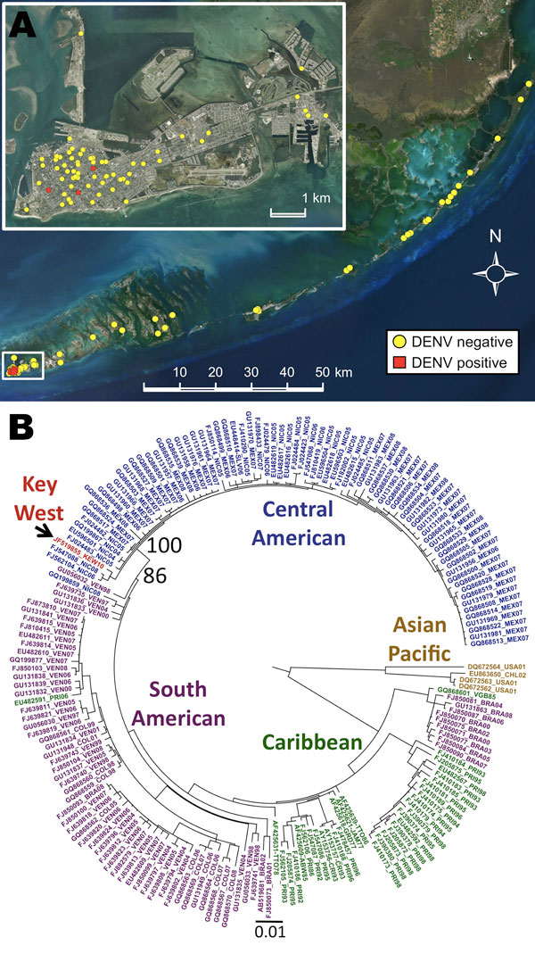 A) Mosquito collection locations, Key West, Florida, USA, January 27–December 17, 2010. Inset shows Key West. Red squares indicate locations of dengue virus serotype 1 (DENV-1)–positive mosquito pools. Yellow circles indicate locations of negative mosquito pools. The longitude and latitude of Key West are 24°33′20.53′′ N, 81°46′57.33′′W. B) Maximum-likelihood phylogenetic tree of the 1,484-nt envelope gene region from American DENV-1 isolates. Sequences are labeled with GenBank accession numbers