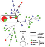 Thumbnail of Minimum-spanning tree of multilocus variable number tandem repeat analysis (MLVA) of Salmonella enterica serotype 1,4,[5],12:–:– strains isolated from humans and nonhumans during 2001–2009, France. Each MLVA type is indicated by 1 node or branch tip, displayed as circles that are connected by branches of minimum-spanning tree. The length and the color of the branches represent genetic distances (changes in loci) between 2 neighboring types. The sizes of the different color circles d