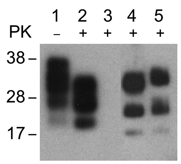 Western blot of brain extract from C57/Bl mouse inoculated with 22L mouse-adapted scrapie agent (lanes 1, 2); NIH-3T3 cells exposed to normal mouse brain and passaged 30 times (lane 3); NIH-3T3 (lane 4) and L929 (lane 5) cells exposed to 22L scrapie agent and passaged 30 times. Nonproteinase K [PK]–treated samples (lane 1), PK-treated samples (lanes 2–5). Western blots were probed with prion protein monoclonal antibody 6H4.