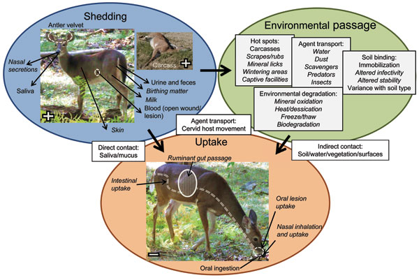 Conceptual model of horizontal transmission of chronic wasting disease (CWD). Items in italics are poorly studied or unknown in cervid CWD.