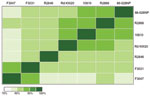 Thumbnail of Pair-wise comparisons of genome alignments between 7 Haemophilus influenzae strains. Each colored block represents the total number of bases shared between 2 H. influenzae genomes. Scale bar indicates percent relatedness.