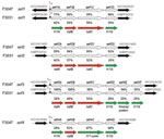 Thumbnail of aef fimbrial operons in Haemophilus influenzae biogroup aegyptius strains F3047 (1–4) and F3031 (1–3). The aef fimbrial genes in each putative cluster are indicated by open arrows, and the flanking genes by solid arrows. The genes encode aefA (a fimbrial protein), aefB (a fimbrial chaperone), aefC (a fimbrial usher protein), aefD (a fimbrial adhesion), and aef3E and aef3F (additional fimbrial adhesins). Simple sequence repeats in the promoter region for each gene cluster are shown. 