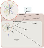 Thumbnail of Whole-genome neighbor-joining tree of Vibrio cholerae isolate from cholera outbreak in Haiti, fall 2010; concurrent clinical isolates with pulsed-field gel electrophoresis pattern-matched combinations; reference isolates sequenced in this study; and available reference sequences. Sequence alignments of quality draft or complete genomes were performed by using Progressive Mauve (16) and visualized by using PhyML version 3.0 (17). Whole-genome relationship of Haiti isolates with close