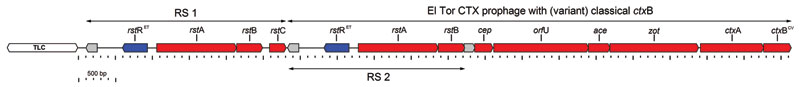 Genetic structure of cholera toxin (CTX) prophage and associated elements in Haiti cholera outbreak Vibrio cholerae isolate 2010EL-1786, fall 2010. The toxin-linked cryptic (TLC) element is not drawn to scale. Black arrows indicate the direction of transcription for each coding region. Red, forward transcription; blue, reverse transcription; gray, predicted open reading frame with no experimental evidence.