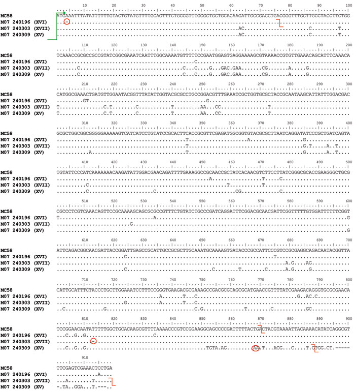 Newly identified lpxL1 mutations XV, XVI, and XVII. lpxL1 sequence data from isolates harboring each of the corresponding meningococcal capsular group Y mutations (in parentheses), England and Wales. Mutations are aligned with the full-length gene from strain MC58. All of the alleles share a common start codon (green arrow). Mutations and stop codons are denoted by red circles and red lines, respectively. Mutation XVI is a single-base deletion at nt A4 that causes a frame shift resulting in a pr