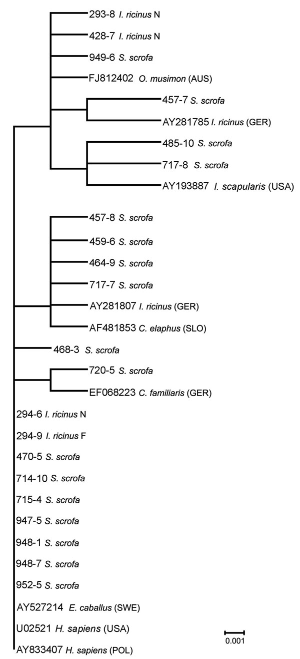 Phylogenetic relationships based on Anaplasma phagocytophilum 16S rRNA gene fragment sequences obtained from wild boars and engorged Ixodes ricinus ticks and selected sequences from GenBank. The scale bar indicates an evolutionary distance of 0.001 nt per position in the sequence. Inference was made by using the neighbor-joining algorithm method (Vector NTI Advance 10.3.0; Invitrogen Corp., Carlsbad, CA, USA).