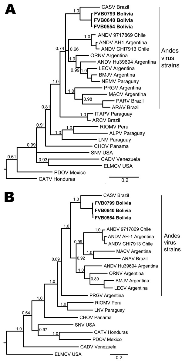 Phylogenetic analysis of hantaviruses from the Western Hemisphere on the basis of partial A) small and B) medium segments. Novel strains described in this study are indicated in boldface. Depicted phylogenetic reconstructions are based on Bayesian inference conducted in MrBayes (29,30). Posterior probabilities are indicated at relevant nodes. CASV, Castelo dos Sonhos virus; ANDV, Andes virus; ORNV, Oran virus; BMJV, Bermejo virus; LECV, Lechiguanas virus; BMJC, Bermejo virus; NEMV, Neembucu viru