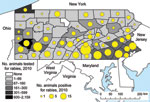 Thumbnail of Reports of suspected and confirmed rabies among all animals (excluding bats) in Pennsylvania, 2010.