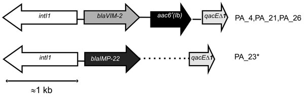 Structure of the class I integron detected in 4 representative isolates of the Pseudomonas spp. epidemic multidrug-resistant sequence type 175 clone, Spain. PA, P. aeruginosa. *Dotted line indicates undetermined part not amplified by PCR.