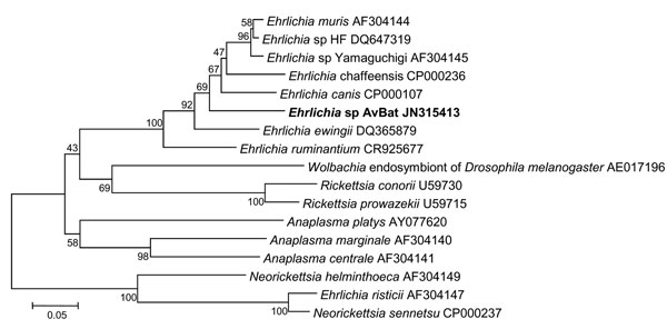 Phylogenetic trees drawn from an alignment of the 257-bp gltA gene specific to Ehrlichia spp. by using the minimum evolution method. Bootstrap values are indicated at the nodes. Scale bar indicate the degree of divergence represented by a given length of branch. Boldface indicates the taxonomic position of a new Ehrlichia sp.