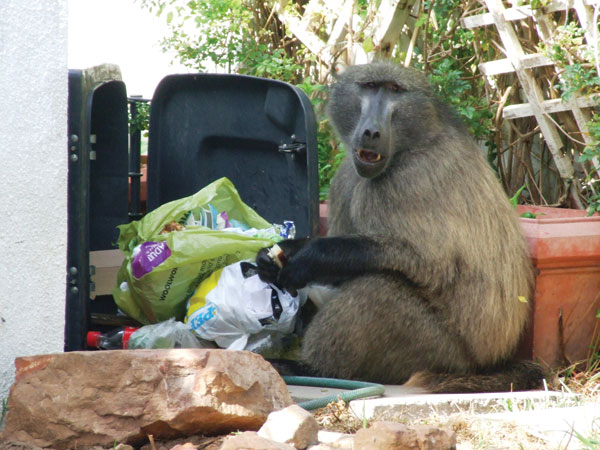Baboon raiding a dustbin in the residential suburbs of Cape Town, South Africa.