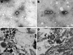 Thumbnail of Electron micrographs of Vero cells infected with virus from horse SAE 18/09. A, B) Negative stain showing fringed particles (bunyavirus size) with bleb formation. Scale bar = 250 nm. C, D) Resin section showing spherical and pleomorphic bunyavirus particles in the range of 80–100 nm. Scale bar = 250 nm.