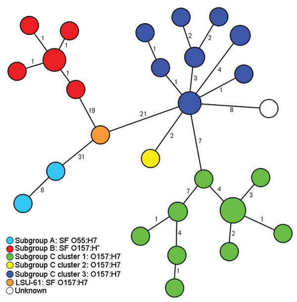 Minimum-spanning tree based on single-nucleotide polymorphism (SNP) genotypes illustrating the phylogeny of 50 enterohemorrhagic Escherichia coli O157:H7/H– and O55:H7 isolates and the intermediate position of strain LSU-61 during the evolution of O157. Each node represents a unique SNP genotype. The size of each node is proportional to the number of isolates per SNP genotype based on sequence analysis of 51,041 bp comprising 92 partial open reading frames. Numbers on lines between nodes represe