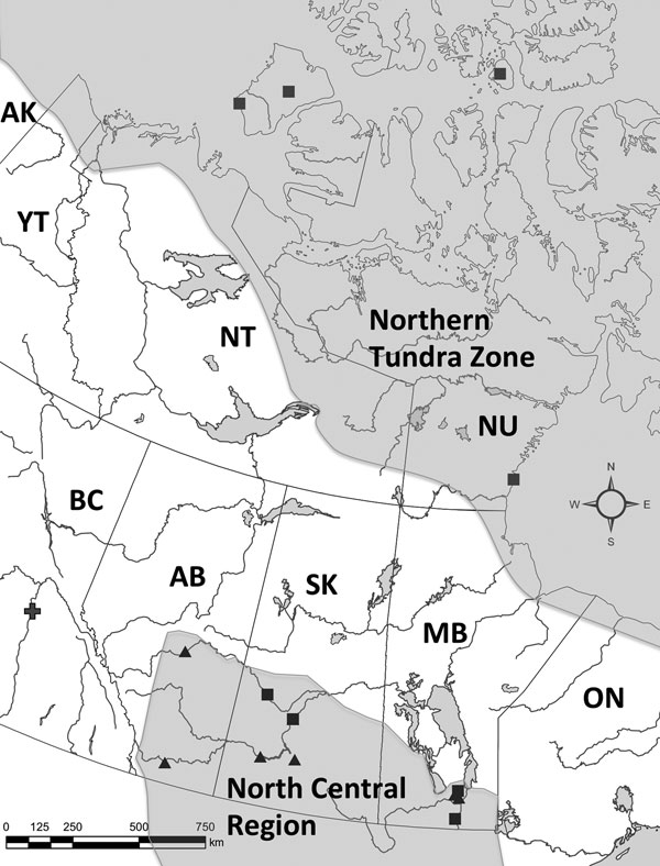 Location where European-type strain of Echinococcus multilocularis (plus sign) was detected in this study in British Columbia (BC) and previous reports of E. multilocularis parasites in 8 definitive (squares) and 6 intermediate (triangles) hosts in Canada. Gray shading indicates currently accepted distribution of E. multilocularis in North America. The North Central Region includes southern portions of the 3 Canadian prairie provinces (Alberta [AB], Saskatchewan [SK], and Manitoba [MB]) and 12 c