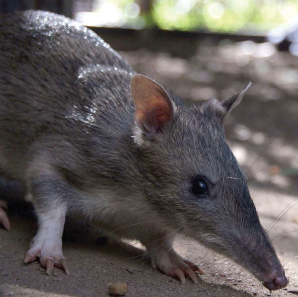 Long-nosed bandicoot (Perameles nasuta). Photograph courtesy of Taronga Zoo, Sydney, New South Wales, Australia.