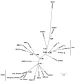 Thumbnail of Phylogenetic relationships between all currently identified lyssaviruses compared with Ikoma lyssavirus (IKOV; shown in boldface italics), as determined on the basis of partial nucleoprotein gene sequences (405 bp). Relationships are presented as an unrooted phylogram based on Bayesian Markov chain Monte Carlo (MCMC) analysis. Sequences were aligned by using ClustalX (version 2.0.10; www.clustal.org/clustal2). The MCMC analysis was performed in MrBayes (version 3.1.2; http://mrbayes