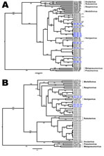 Thumbnail of Phylogenetic trees showing the placement of Eidolon paramyxovirus (EPMV) sequences in the diversity of Paramyxoviridae, based on partial large gene sequences (384 nt and 474 nt, respectively) of the respirovirus, morbillivirus, and henipavirus fragment (A) and the Paramyxovirinae (PAR) fragment (B), Republic of Congo, 2009. EPMV sequences from Ghana are printed in gray, and novel EPMV sequences from the Republic of Congo are printed in blue. Trees were computed by using BEAST versio