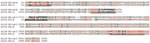 Thumbnail of Sequence alignments of a subset of simian adenovirus type B (SAdV-B) isolates identified in study of prevalence of adenoviruses in fecal samples from rhesus macaques, United States. The putative fused E3 CR1-αβ protein from isolate A1139 (see Table 2) and the corresponding separately encoded CR1-α and CR1-β proteins from isolate A1312 are shown. The N-terminal (N) and C-terminal (C) sections of the fused A1139 CR1-αβ proteins have been separately aligned with the A1312 CR1-α and CR1