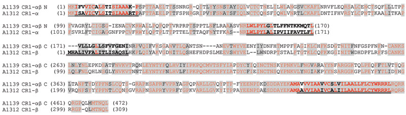 Sequence alignments of a subset of simian adenovirus type B (SAdV-B) isolates identified in study of prevalence of adenoviruses in fecal samples from rhesus macaques, United States. The putative fused E3 CR1-αβ protein from isolate A1139 (see Table 2) and the corresponding separately encoded CR1-α and CR1-β proteins from isolate A1312 are shown. The N-terminal (N) and C-terminal (C) sections of the fused A1139 CR1-αβ proteins have been separately aligned with the A1312 CR1-α and CR1-β proteins, 