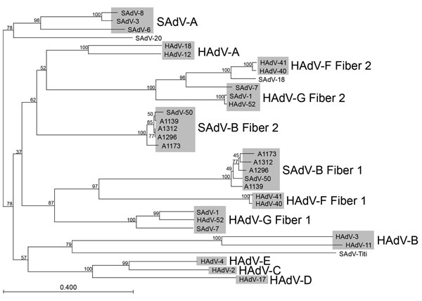 Neighbor-joining alignment of amino acid sequences for the fiber knob domains of macaque adenoviruses (5 representative members of simian adenovirus type B [SAdV-B]) and representative members from each human adenovirus (HAdV) species, with bootstrapping at 1,000 replicates. Alignment was performed by using CLC Bio version 6.1 software (CLC Bio, Aarhus, Denmark). Bootstrap values (percentages) are indicated on the nodes. SAdV-1 and SAdV-7 have been grouped together with HAdV-52 into HAdV-G; the 