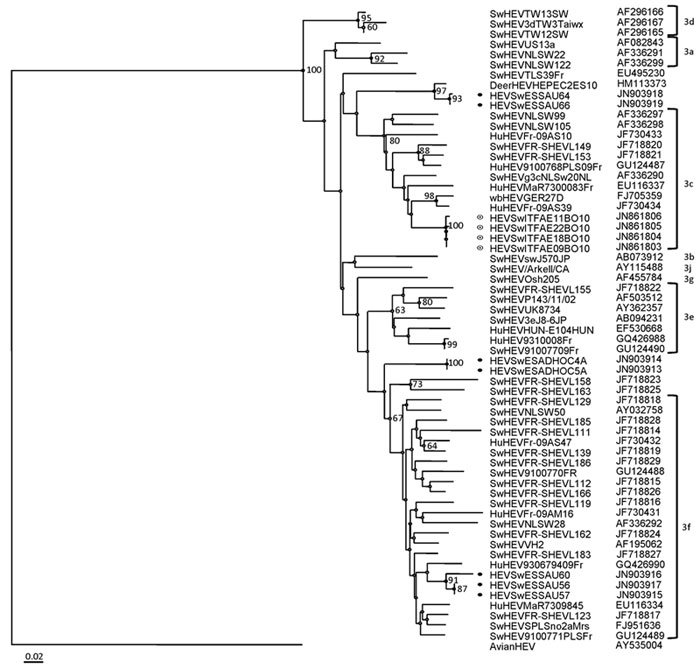 Phylogenetic tree constructed with the Bionumerics version 6 software (Applied Maths, Kortrijk, Belgium) by the neighbor-joining method on the basis of partial nucleotide sequences of open reading frame 2, with avian hepatitis E virus as an outgroup (GenBank accession no. AY043166). Samples are from Italy and Spain, 2010. Bootstrap values of &gt;60% are indicated. ● indicates sequences from Spain; ◉ indicates sequences from Italy. Subtypes of genotype 3 HEV strains are indicated. Scale bar indic