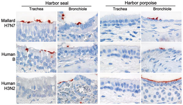 Attachment of 2 human influenza viruses and 1 avian influenza virus to trachea and bronchiole of harbor seal (Phoca vitulina) and harbor porpoise (Phocoena phocoena). Red staining indicates virus on the surface of epithelial cells (hematoxylin and eosin stained; original magnification ×100).