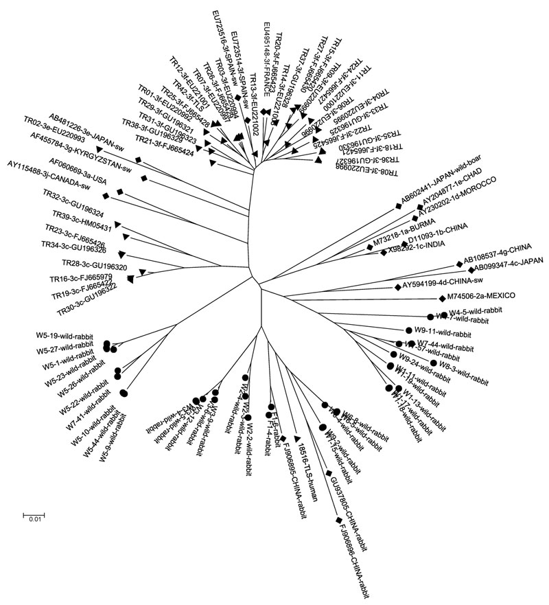 Phylogenetic tree for the 189-bp sequence of open reading frame 2 of the capsid gene of rabbit hepatitis E virus (HEV) strains (circles), human strains circulating in France (triangles), and reference strains (diamonds). GenBank accession numbers are shown for each HEV strain used in the phylogenetic analysis. Scale bar indicates nucleotide substitutions per site.