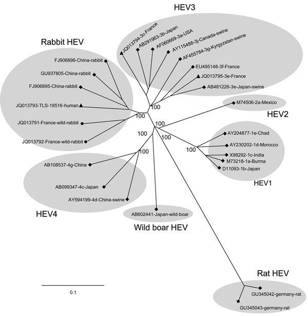 Phylogenetic tree based on full-length sequences of hepatitis E virus (HEV) rabbit strains (circles), the human strain TLS-18516 (triangles) and reference strains (diamonds). GenBank accession numbers are shown for each HEV strain used in the phylogenetic analysis. Scale bar indicates nucleotide substitutions per site.