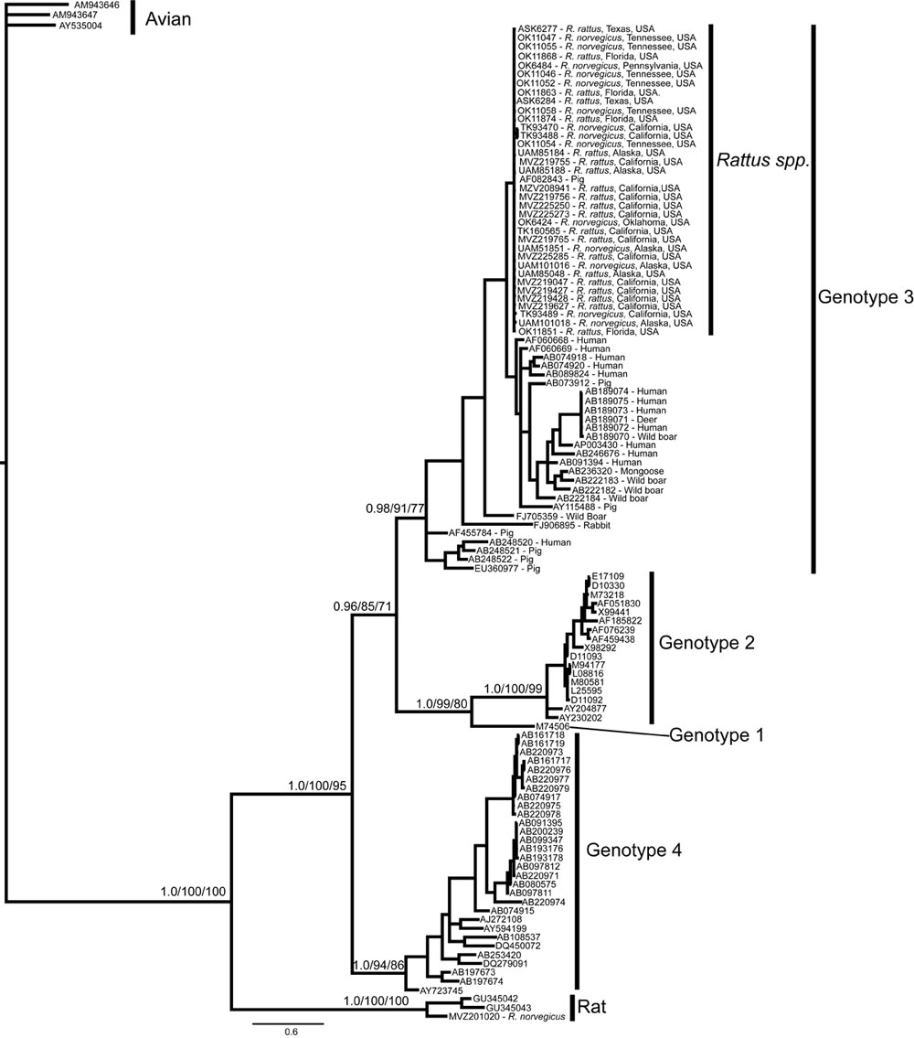 Bayesian phylogram resulting from analysis of a 334-bp fragment of hepatitis E virus (HEV) open reading frame 1. Node labels represent Bayesian posterior probabilities/maximum-likelihood bootstrap/maximum-parsimony bootstrap values, respectively, and are given only for nodes at the base of each genotype and nodes uniting the genotypes. For sequences obtained in this study from isolates from wild rats collected in the United States, terminal taxa labels correspond to tissue accession numbers show