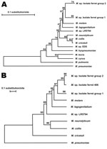 Thumbnail of Phylogenetic analysis of A) partial 16S rDNA gene (933 bp) and B) partial RNA polymerase B gene (733 bp) for the new mycoplasma isolates and other closely related mycoplasma species as conducted in MEGA4 (13). The bootstrap consensus phylogenetic trees were constructed by using the neighbor-joining method (14). The bootstrap values as shown above the branches were inferred from 1,000 replicates of data resampling to represent the evolutionary distances of the species analyzed (15). 