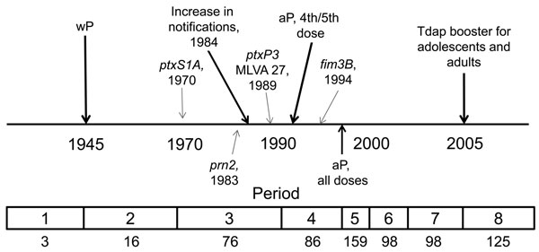 Timeline of pertussis vaccine introduction in the United States and appearance of alleles within the Bordetella pertussis population, 1935–2009. The 8 periods used in this study are indicated at bottom; numbers below indicate number of selected strains during that period (N = 661). wP, whole-cell pertussis vaccine; MLVA 27, multilocus variable number tandem repeat analysis type 27; aP, acellular pertussis vaccine; Tdap, tetanus-diphtheria-aP.