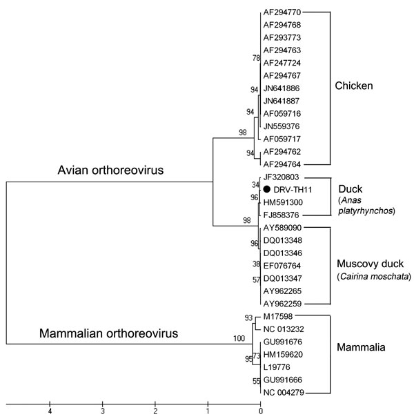 Phylogenetic relationship between DRV-TH11 isolate and orthoreovirus of the avian orthoreovirus (ARV) and mammalian orthoreovirus (MRV). ARV includes chicken reovirus, Muscovy duck reovirus, and Pekin duck reovirus. GenBank accession numbers of the sequences in the analysis are indicated in the tree. The neighbor-joining tree is based on the complete sequence of s2 gene (1,251 nt). Numbers at nodes represent the percentage of 1,000 bootstrap replicates (values &lt;50 are not shown). Scale bar in