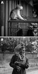 Thumbnail of The interface between nonhuman primates, birds, and humans. A) A young, recently captured leaf monkey perched on a cage containing birds in a wet market in Java. B) A man and his performing monkey in Bangladesh. Reprinted with permission from Lynn Johnson, 2012.