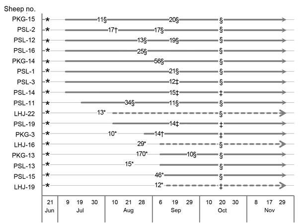 Time course of serum viral RNA and neutralizing antibodies in 17 sheep positive for severe fever with thrombocytopenia syndrome virus RNA, China. Detection of virus specific antibodies in Laizhou and Penglai is indicated by the dashed line and the bold line, respectively. The numbers on the lines indicate viral RNA copies (×103/mL) in serum samples detected on the indicated dates. Neutralizing antibody levels in the initial samples collected on June 21, 2011, in the samples positive for viral RN