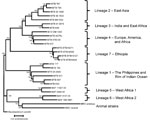 Thumbnail of Lineages of the Mycobacterium tuberculosis (MTB) complex, Ethiopia, 2006–2010. Genome sequence analysis of 4 strains representative of 36 related isolates identified them as members of a new phylogenetic lineage (lineage 7) of M. tuberculosis, which has a phylogenetic location intermediate between ancient lineage 1 and modern Lineages 2, 3, and 4, and a branch point before the deletion of the TbD1 region (3). Nomenclatures for lineage names and numbers are as proposed (4,6). Phyloge