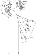 Thumbnail of Evolutionary relationships of rabbit hemorrhagic disease virus (RHDV) and related viruses. A total of 38 nt sequences were analyzed: the isolate from this study, designated RHDV-N11 (GenBank accession no. JX133161); 18 classical RHDV and 12 RHDVa isolates; 6 rabbit calicivirus (RCV)–like isolates; and European brown hare syndrome virus (GenBank accession no. Z69620) as an outlier. Evolutionary history was inferred by using the neighbor-joining method; optimal tree with the sum of br