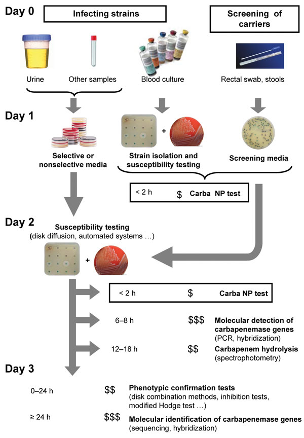 Strategy for identification of carbapenemase-producing Enterobacteriaceae. The time needed to perform the test is indicated before each test. The number of flasks indicates the degree of specialization needed to perform the test; the number of $ indicates the relative cost of each test.