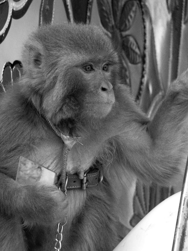 Pet monkey (Macaca mulatta), Afghanistan, 2011. Photograph courtesy of Ronald Havard.