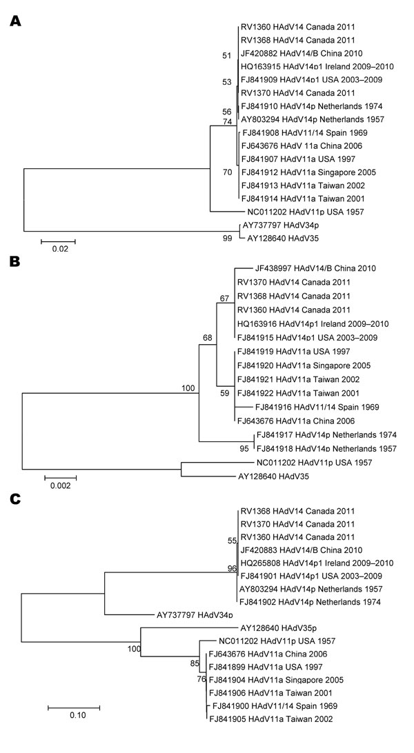Phylogenetic analysis of human adenovirus 14 (HAdV-14) isolates from patients in New Brunswick, Canada, 2011. Nucleotide sequences were determined for the fiber (A), E1A (B), and hexon (C) genes. The corresponding gene sequences from previously reported HAdV-14 isolates are also included. Phylogenetic analysis was performed by using the neighbor-joining method of the MEGA2 program (9). Scale bars indicate nucleotide substitutions per site. Numbers on branches and at nodes indicate bootstrap prop