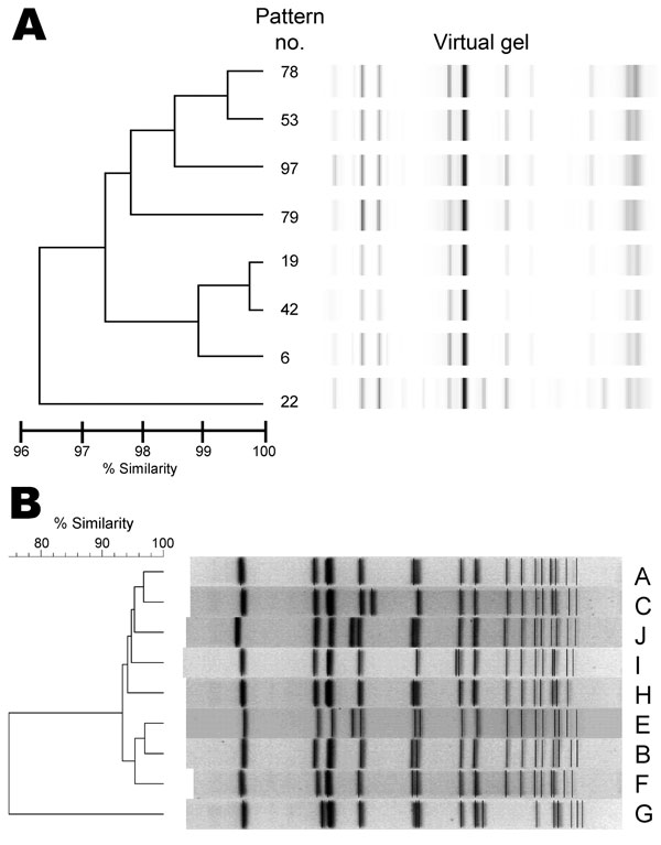 Methicillin-resistant Staphylococcus aureus sequence type 239-III isolates, Ohio, USA, 2007–2009, based on A) repetitive element PCR (rep-PCR) and B) pulsed-field gel electrophoresis. Virtual gel results are shown for 8 DiversiLab System (bioMérieux, Durham, NC, USA) rep-PCR patterns. Pattern numbers assigned are unique to the Ohio State University Wexner Medical Center.