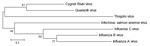 Thumbnail of Maximum-likelihood tree showing phylogenetic relationships between Cygnet River virus isolate 10–01646 (GenBank accession no. JQ693418) and other orthomyxoviruses: Quaranfil virus isolate EG T 377 (accession no. GQ499304), Thogoto virus strain PoTi503 (accession no. AF527530), infectious salmon anemia virus isolate RPC/NB (accession no. AF435424), influenza C virus C/Yamagata/8/96 (accession no. AB064433), influenza B virus B/Wisconsin/01/2010 (accession no. CY115184), and influenza