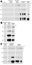 Thumbnail of Western blot detection, using the serial protein misfolding cyclic amplification technique, of the abnormal (disease-associated) form of the prion protein (PrPSc) in concentrated saliva samples from 3 cows experimentally infected by inoculation with the agent of bovine spongiform encephalopathy: cows 5413 (A), 5444 (B), and 5437 (C). PrPSc was detected in saliva samples at the initial clinical and terminal stages of the disease (A, B). PrPSc was also detected in a saliva sample, aft