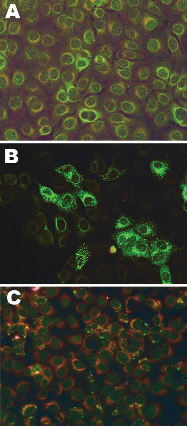 Fluorescent light microscopy images of serum samples tested for antibodies to Schmallenberg virus by indirect fluorescent antibody test on infected Vero cells mixed with noninfected Vero cells. A) Nonreactive negative serum; B) positive serum reactive with infected cells only (green); C) indeterminate serum with faint nonspecific reactivity. Colors have been enhanced to show detail.