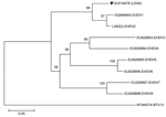 Thumbnail of Phylogenetic tree based on a 244-bp epizootic hemorrhagic disease virus (EHDV) NS3 gene. GU014478 (LDVA) strain (triangle) isolated from pygmy brocket deer in the present study (southern Brazil, 2008), New Jersey strain DQ899845 (EHDV1), Alberta strain L29022 (EHDV2), Nigeria strain EU928893 (EHDV3), Nigeria strain EU928894 (EHDV4), Australia strain EU928895 (EHDV5), Australia strain EU928896 (EHDV6), Australia strain EU928897 (EHDV7), Australia strain EU928898 (EHDV8), and bluetong