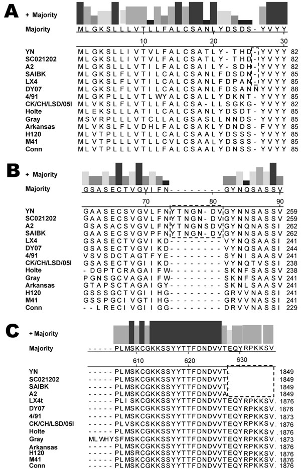 Amino acid sequence alignment for the S1 gene (A, B) and S2 gene (C) of 14 strains of avian infectious bronchitis virus. Strains YN, SC021202, A2, and SAIBK have a 6-aa insertion in the S1 gene and a 9-aa deletion in the S2 gene, compared with most strains,