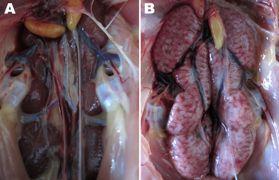 Gross lesions from kidney tissues from chickens experimentally infected with infectious bronchitis virus (IBV). A) Kidney tissue of an uninfected control chicken. B) Obvious enlargement and urate deposition in the kidney of a chick infected with the IBV YN strain at 7 days postinfection.